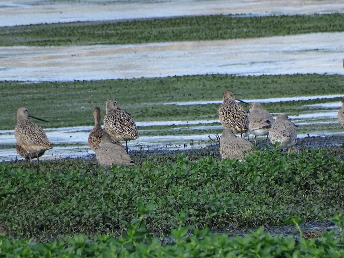 Marbled Godwit - ML617744775