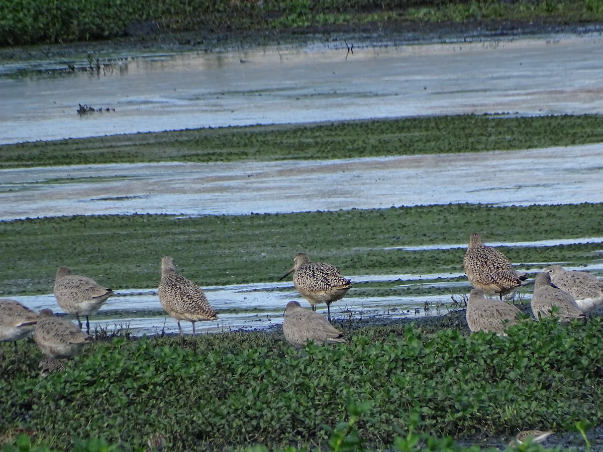 Marbled Godwit - ML617744776