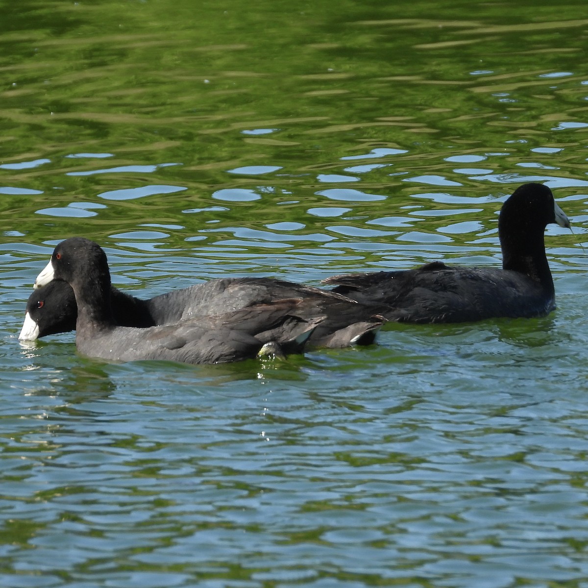 American Coot (Red-shielded) - ML617744816