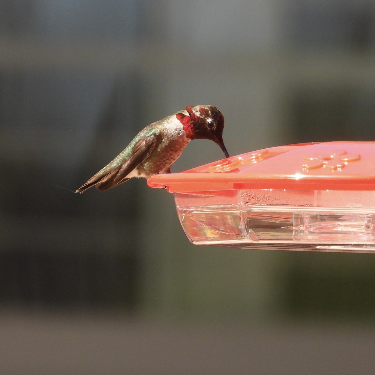 Anna's Hummingbird - ML617744836