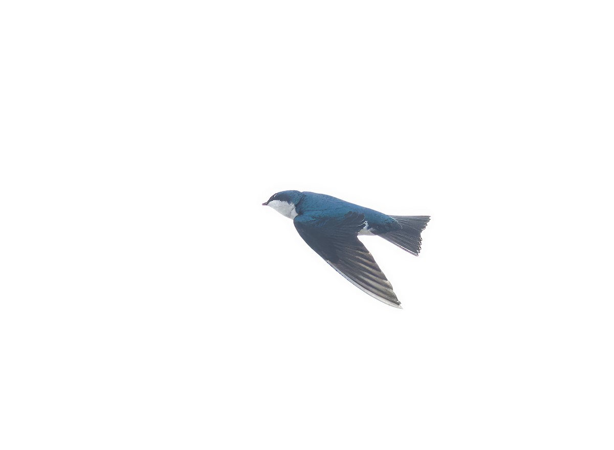 Tree Swallow - ML617744863