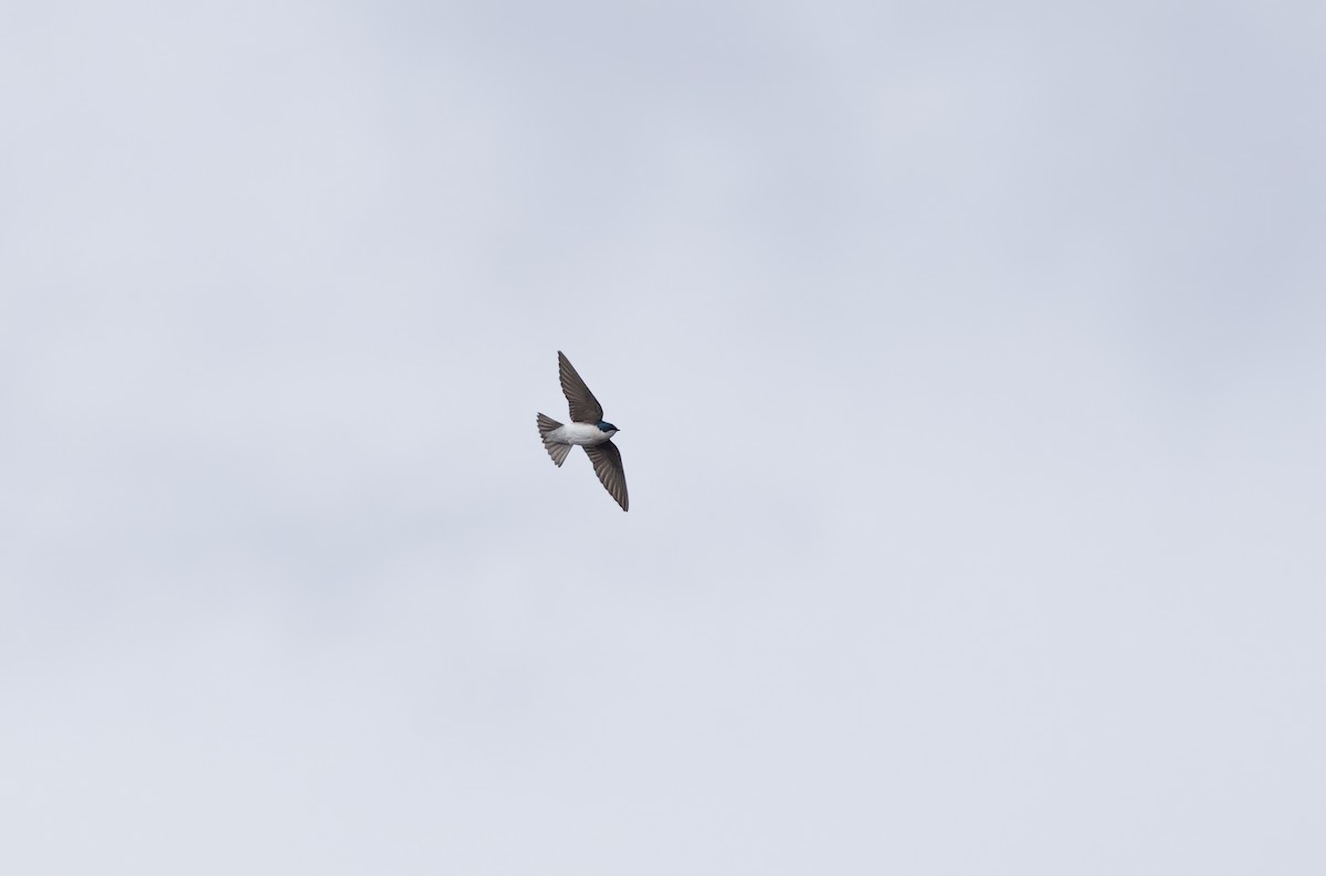 Tree Swallow - ML617744864