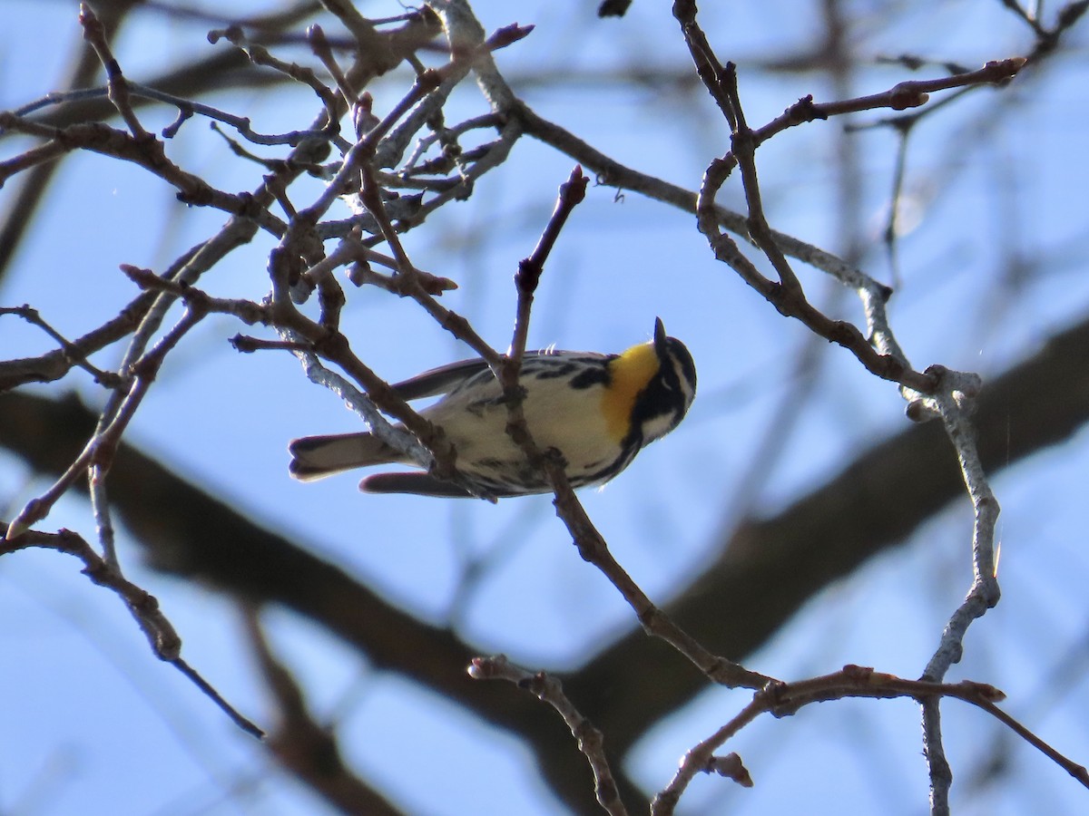 Yellow-throated Warbler - Joshua Emm