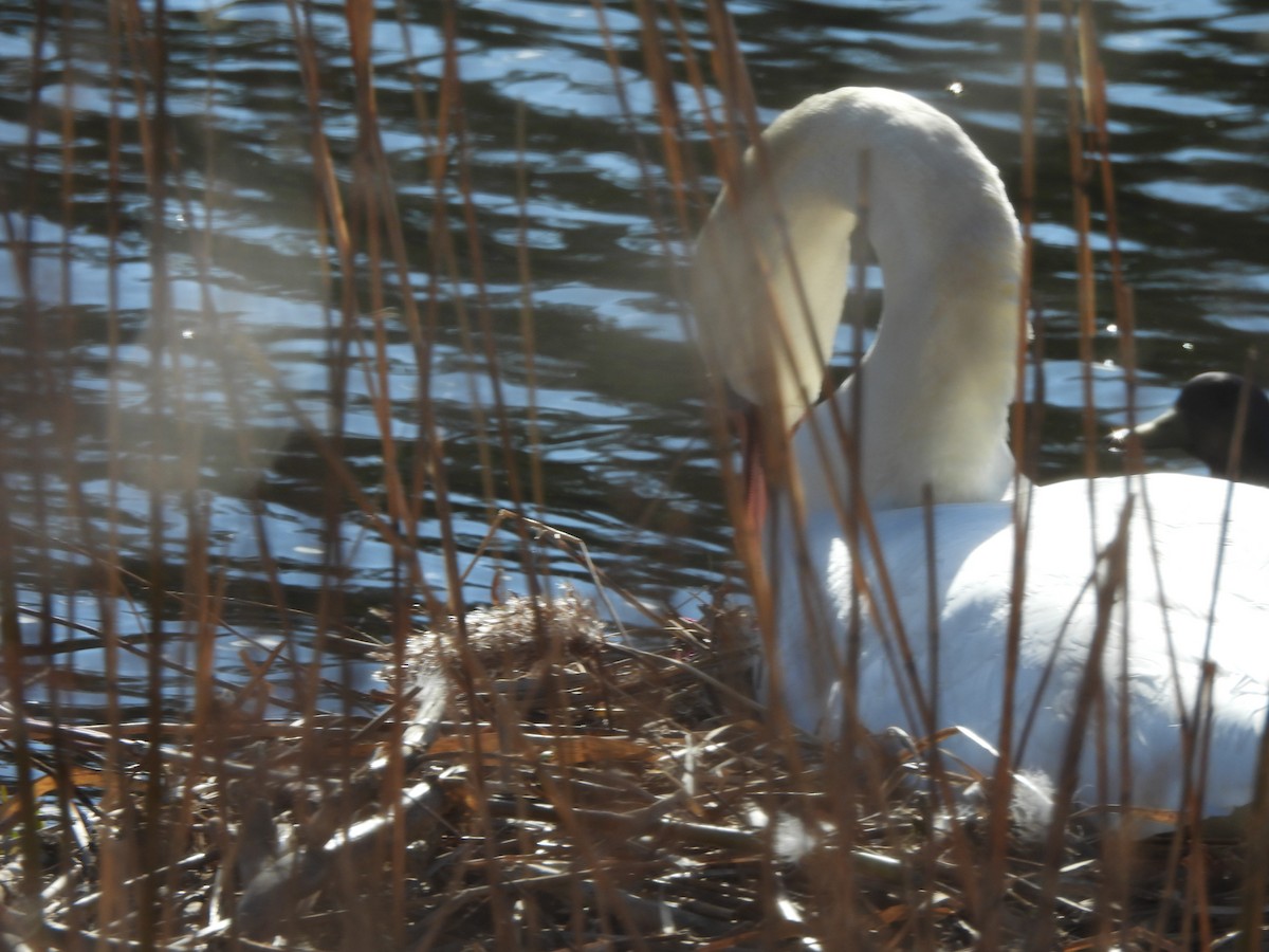 Mute Swan - Evan Houlding