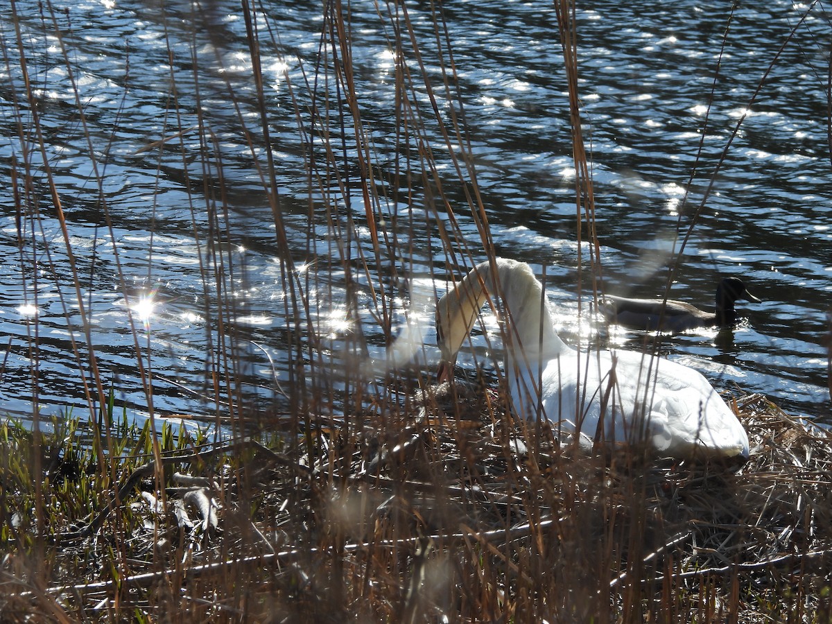 Mute Swan - Evan Houlding