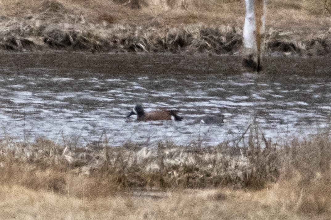 Blue-winged Teal - ML617744936