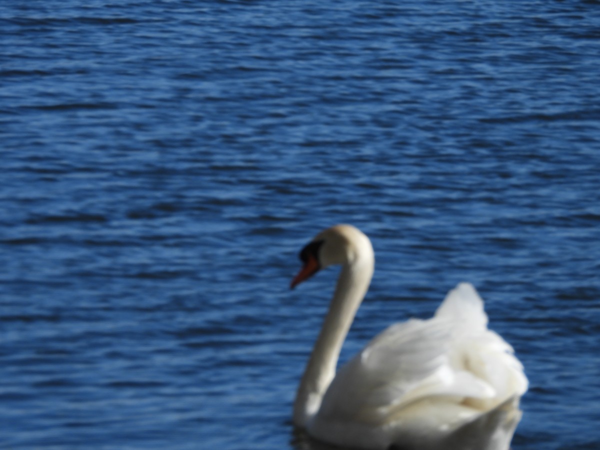 Mute Swan - ML617744947