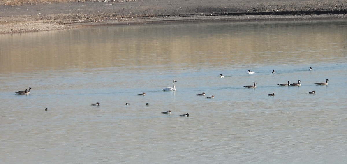 Common Merganser - ML617744953