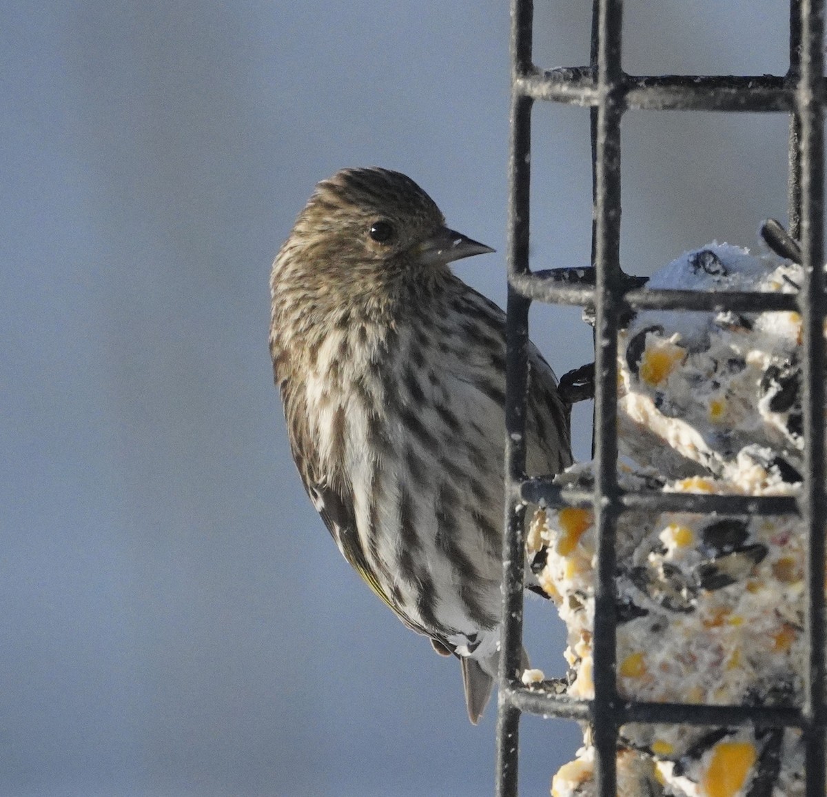 Pine Siskin - Amy Swarr