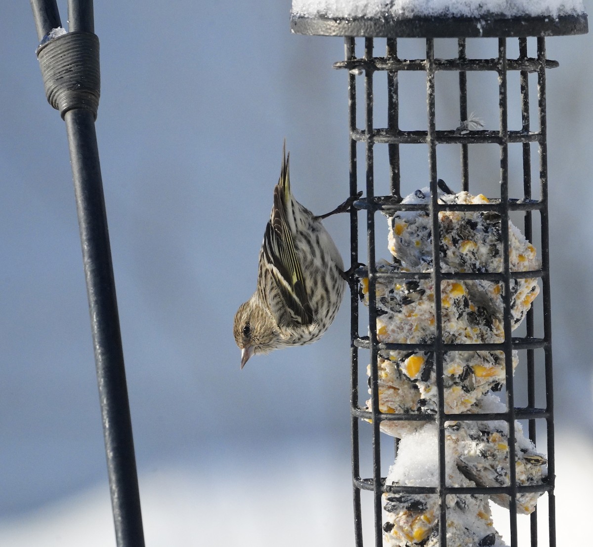 Pine Siskin - Amy Swarr