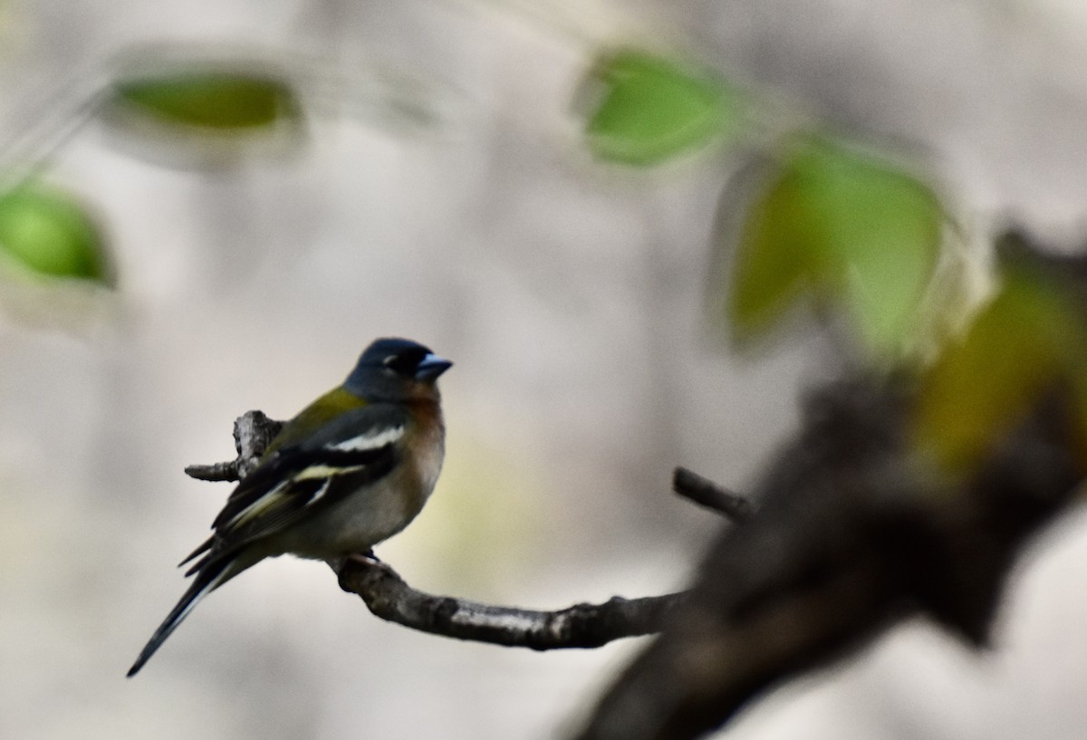 African Chaffinch (African) - ML617744962