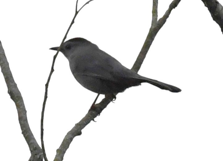 Gray Catbird - David True