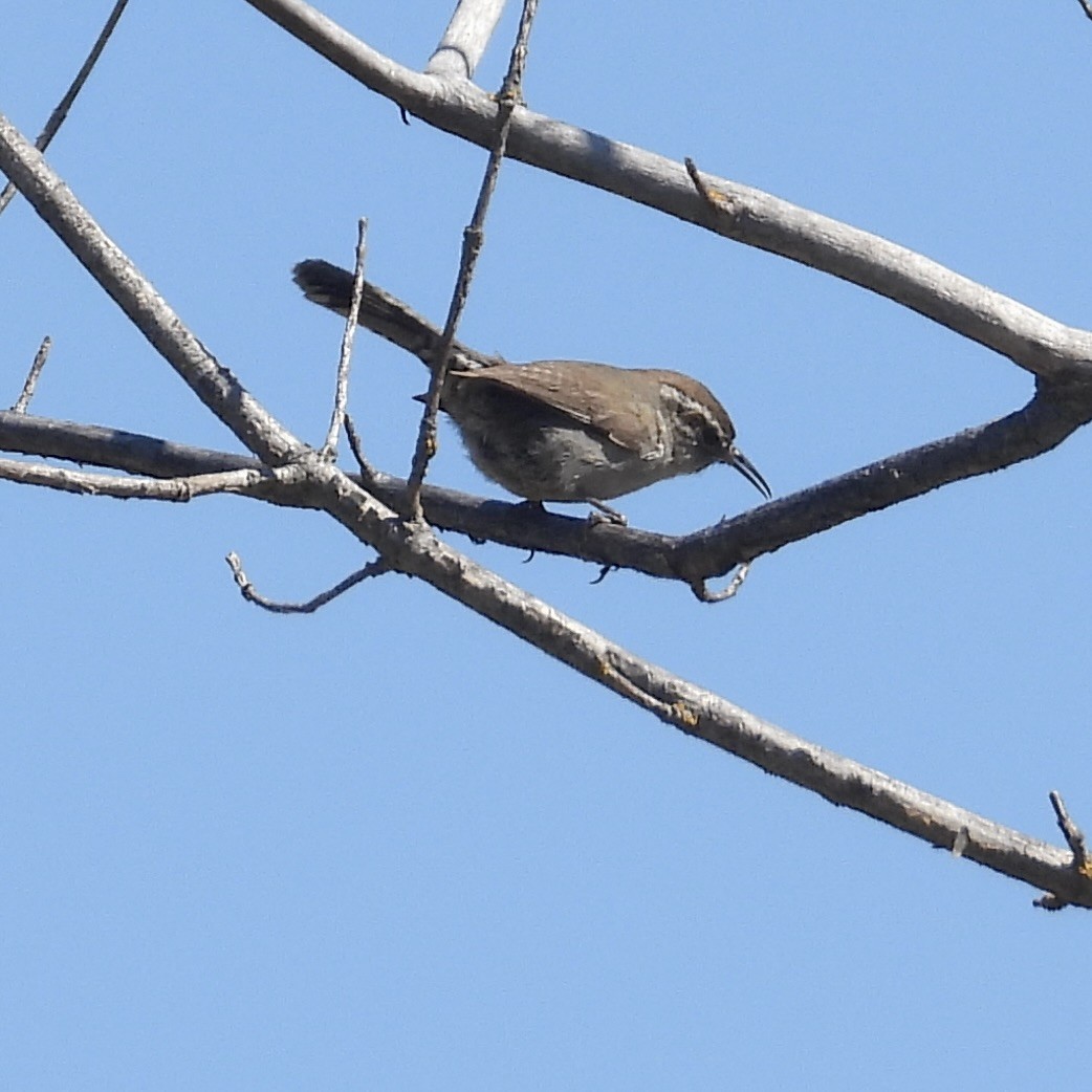 Bewick's Wren - ML617744970