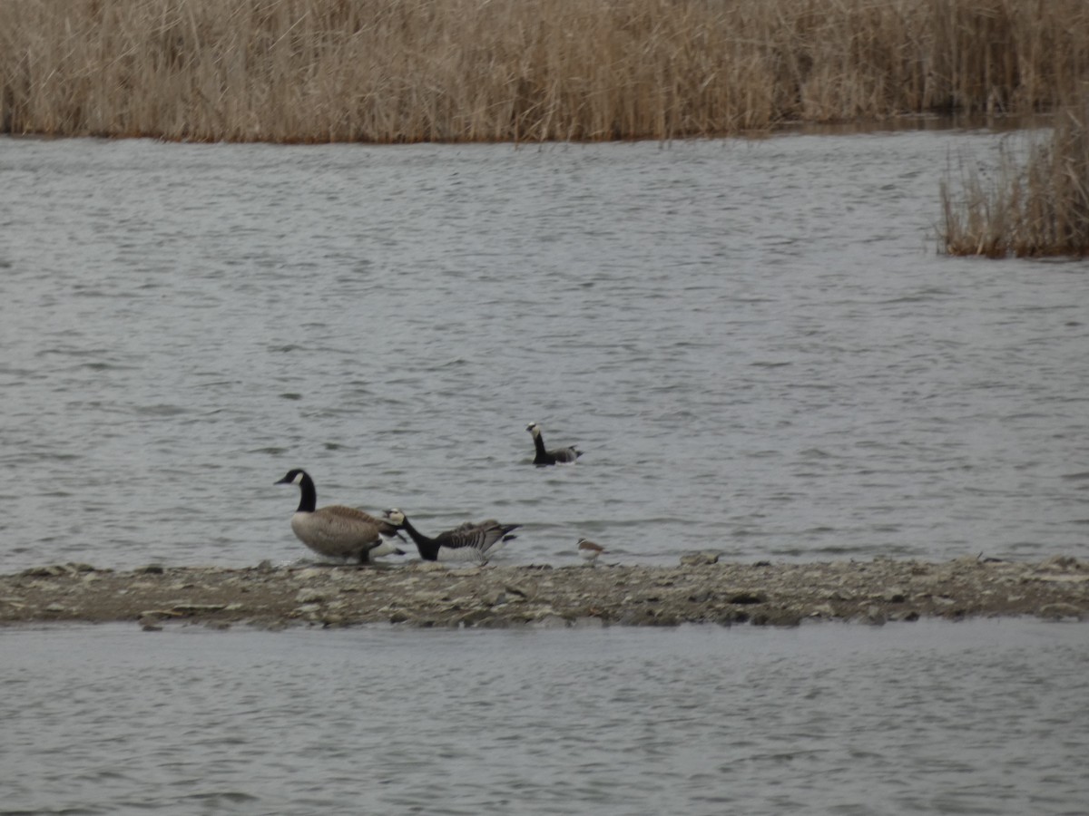 Barnacle Goose - ML617744980