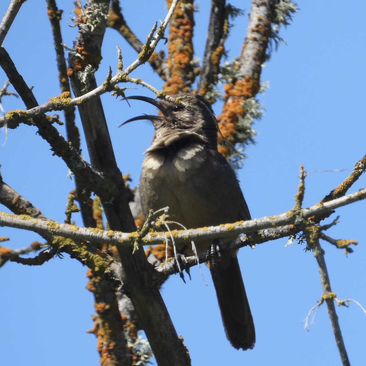 California Thrasher - ML617744981