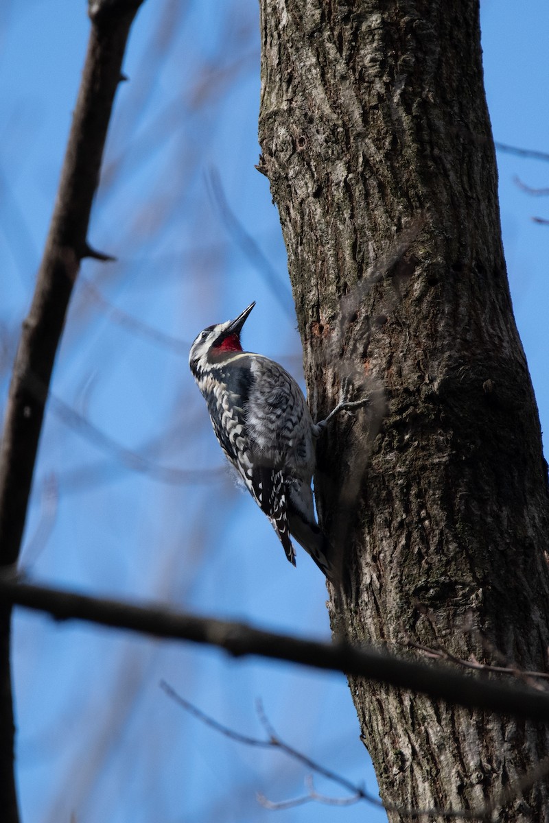 Yellow-bellied Sapsucker - ML617744983