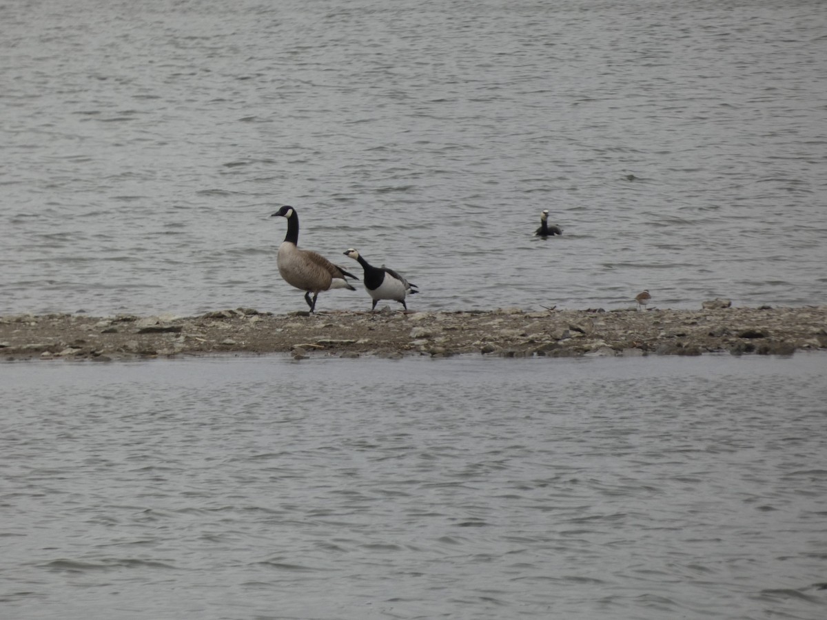 Barnacle Goose - ML617745007