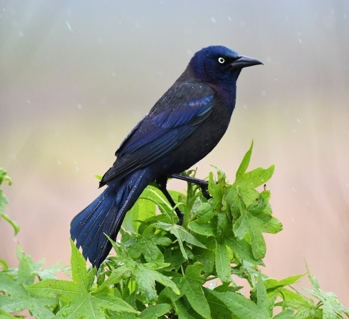 Common Grackle - David True