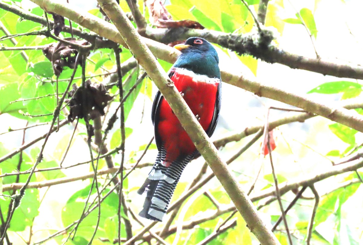 Collared Trogon - tom aversa