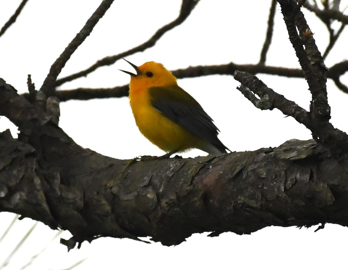 Prothonotary Warbler - David True