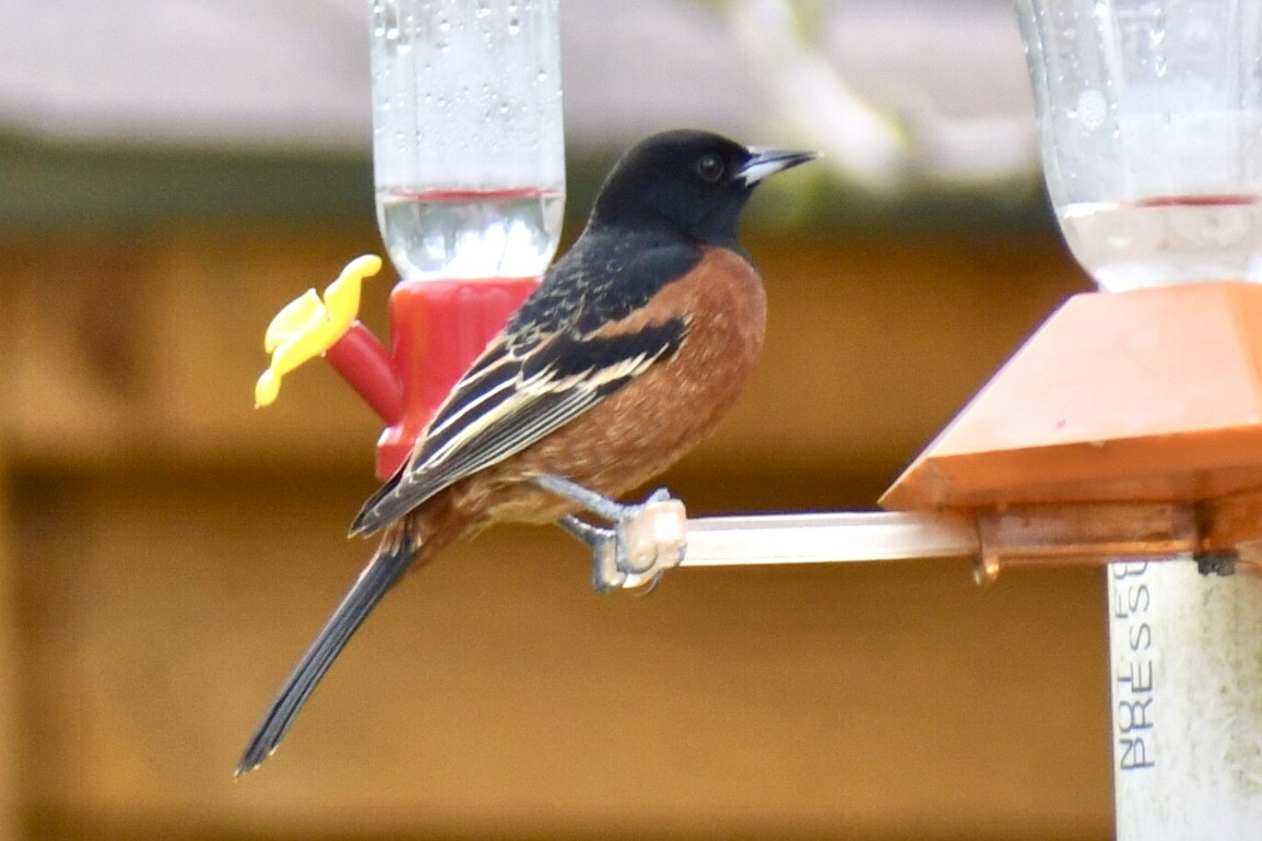 Orchard Oriole - Steven Weiss