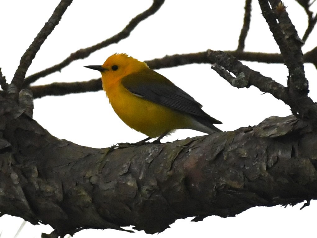 Prothonotary Warbler - David True