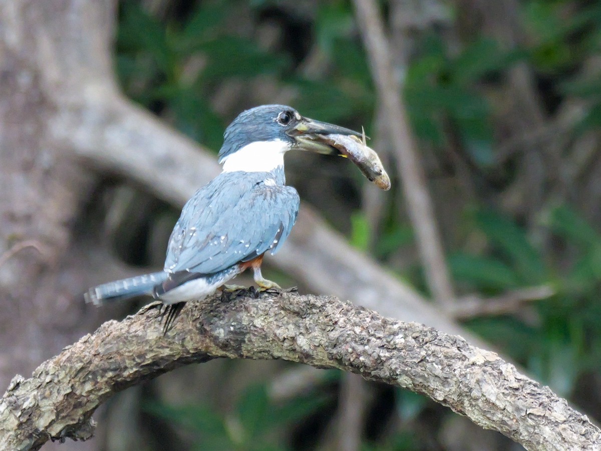 Ringed Kingfisher - ML617745079