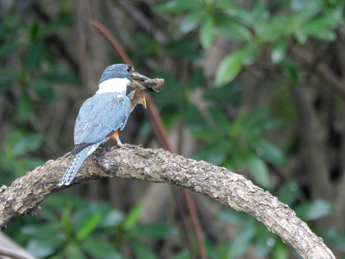 Martín Gigante Neotropical - ML617745080