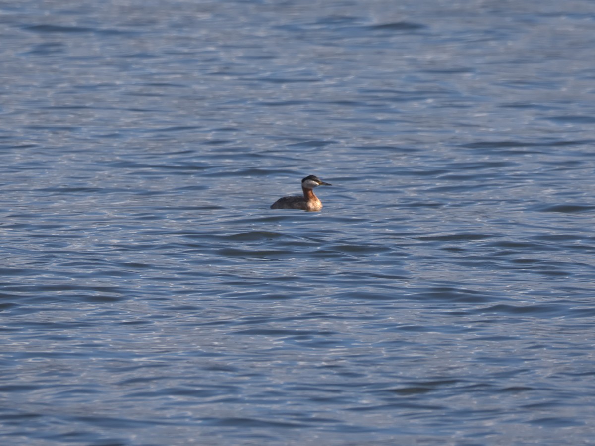 Red-necked Grebe - Kevin Krebs