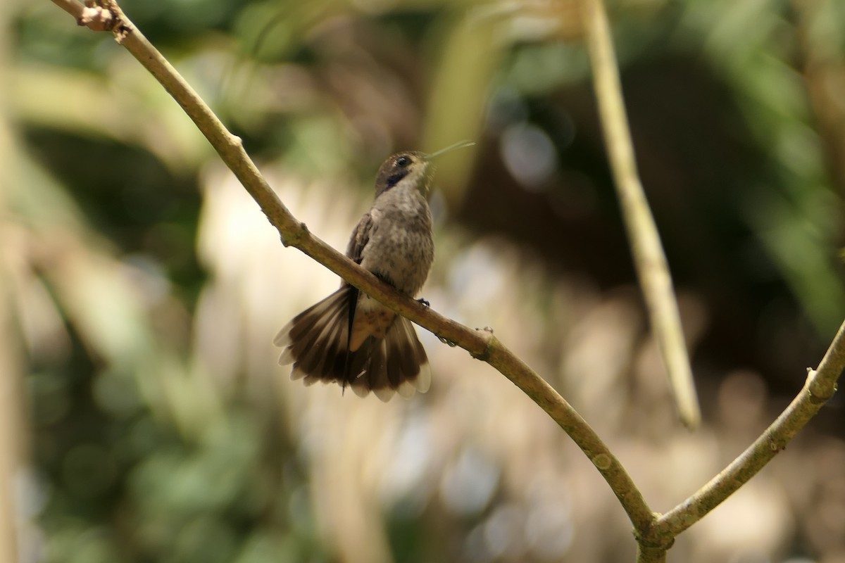 Brown Violetear - Scott Harris