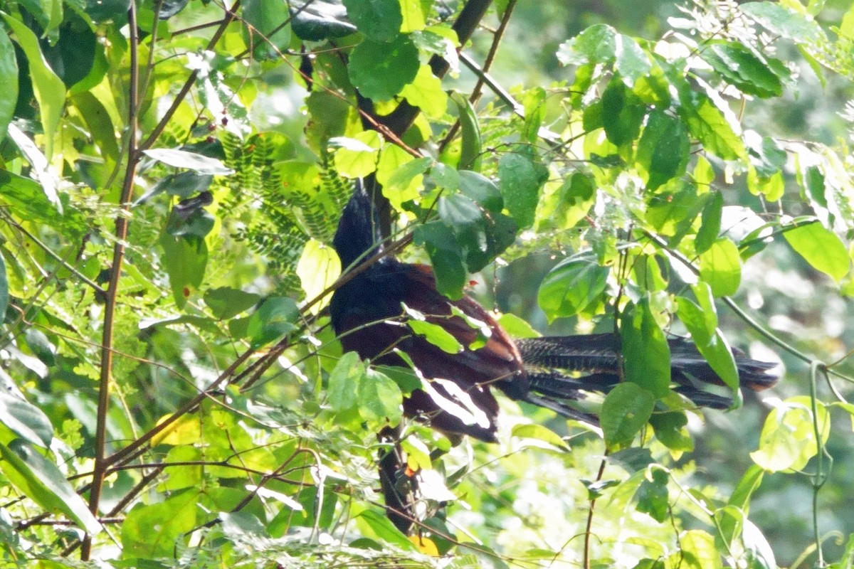 Black-throated Coucal - ML617745104