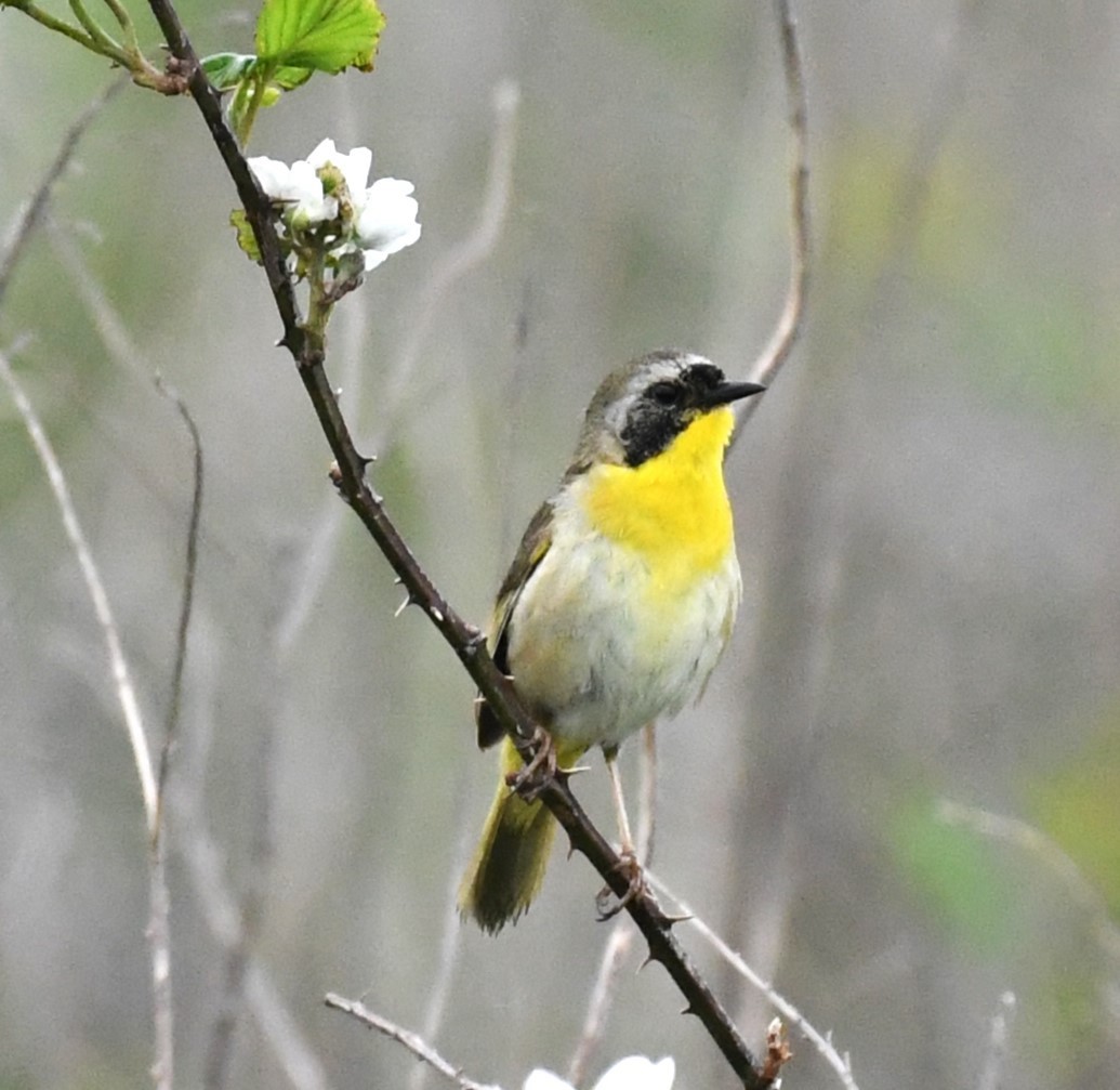 Common Yellowthroat - David True