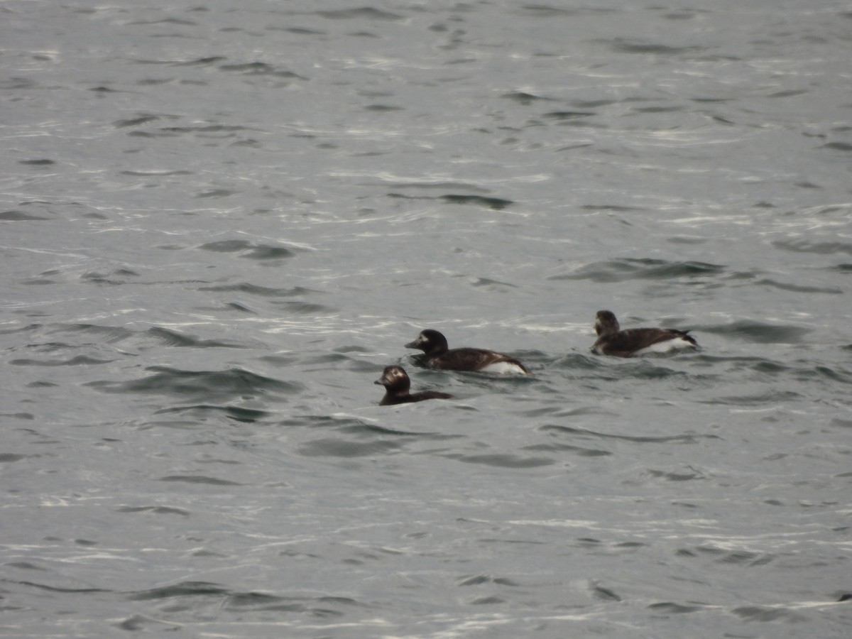 Long-tailed Duck - ML617745154