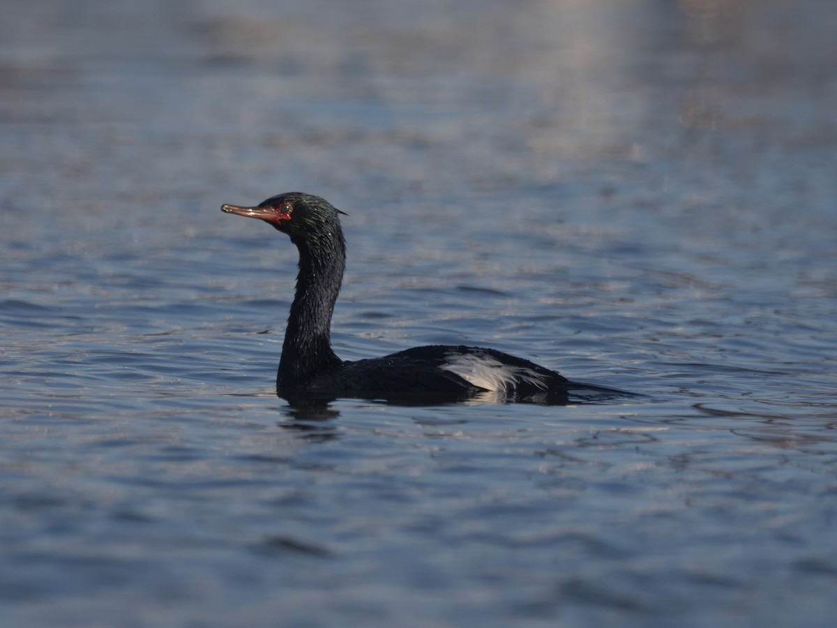 Pelagic Cormorant - Kevin Krebs