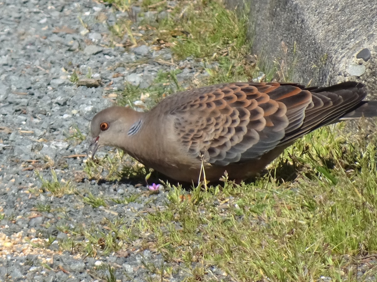 Oriental Turtle-Dove - ML617745173