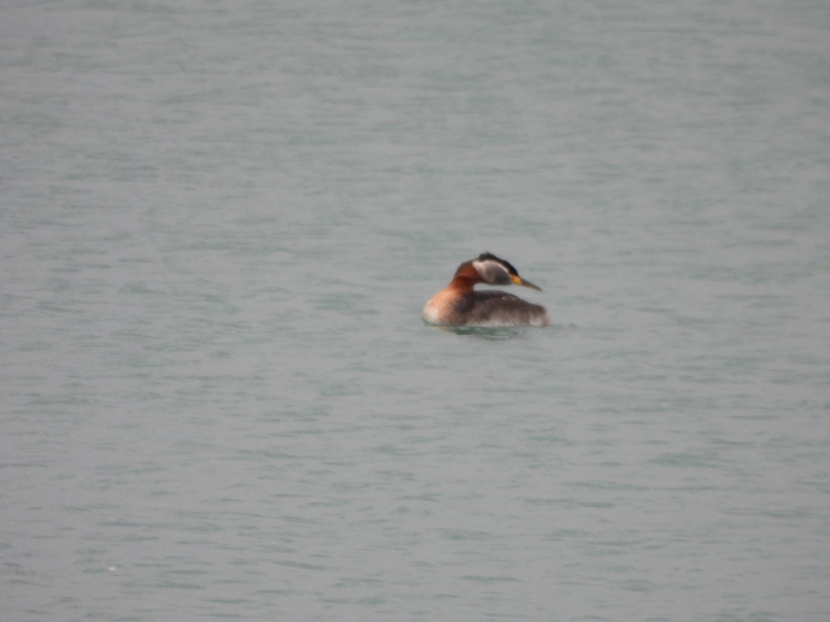 Red-necked Grebe - ML617745177