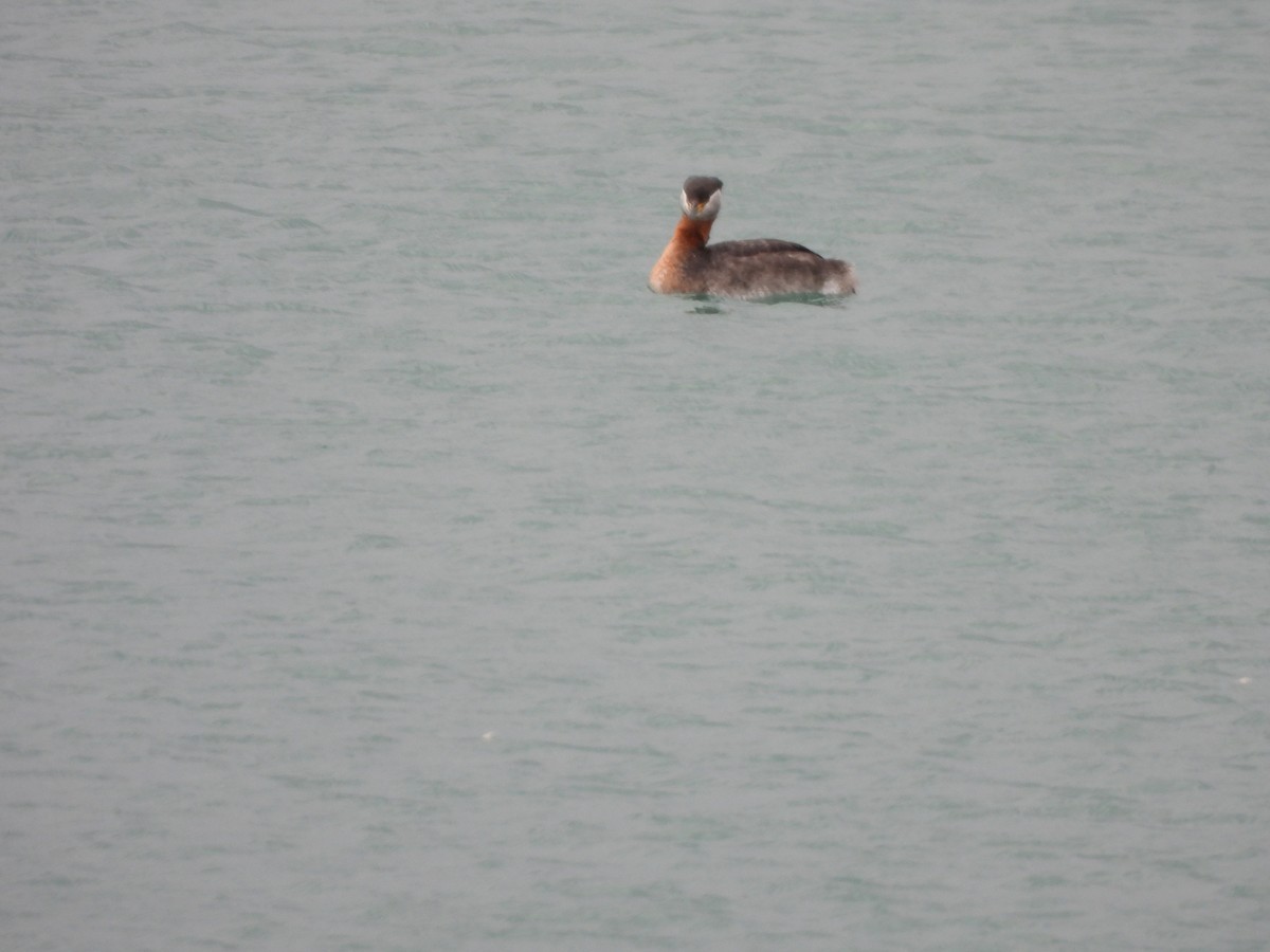 Red-necked Grebe - ML617745178