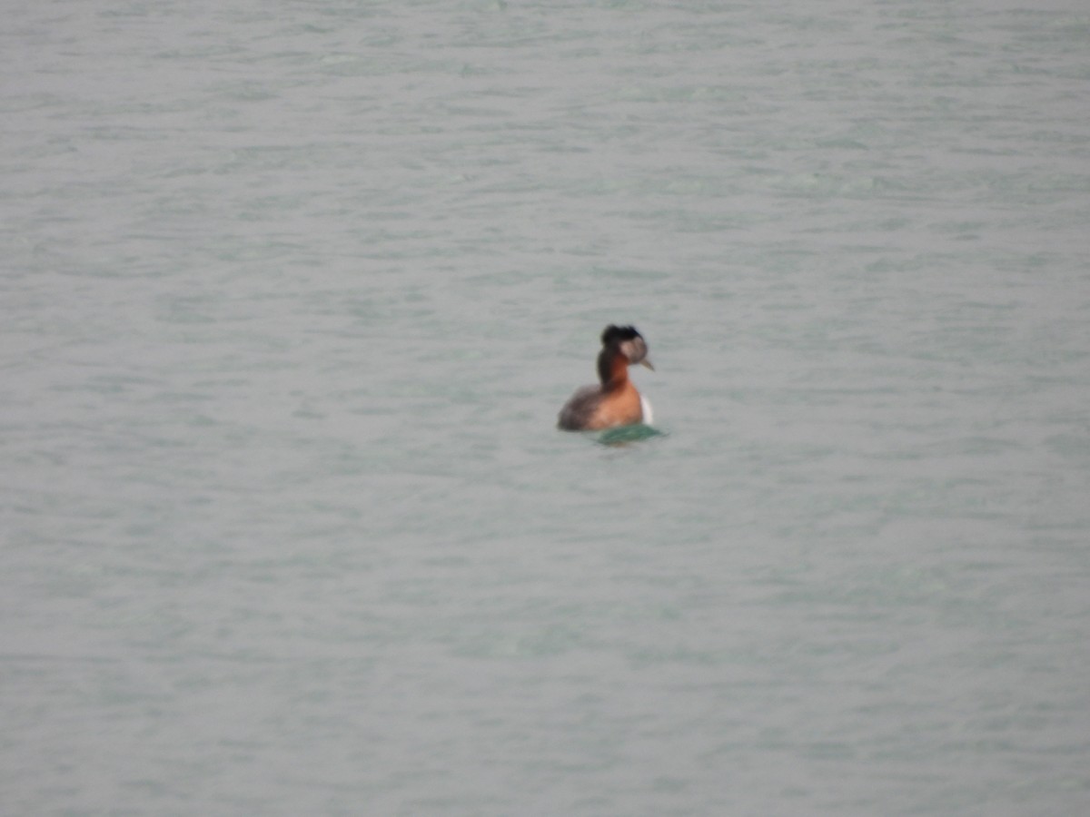 Red-necked Grebe - ML617745179