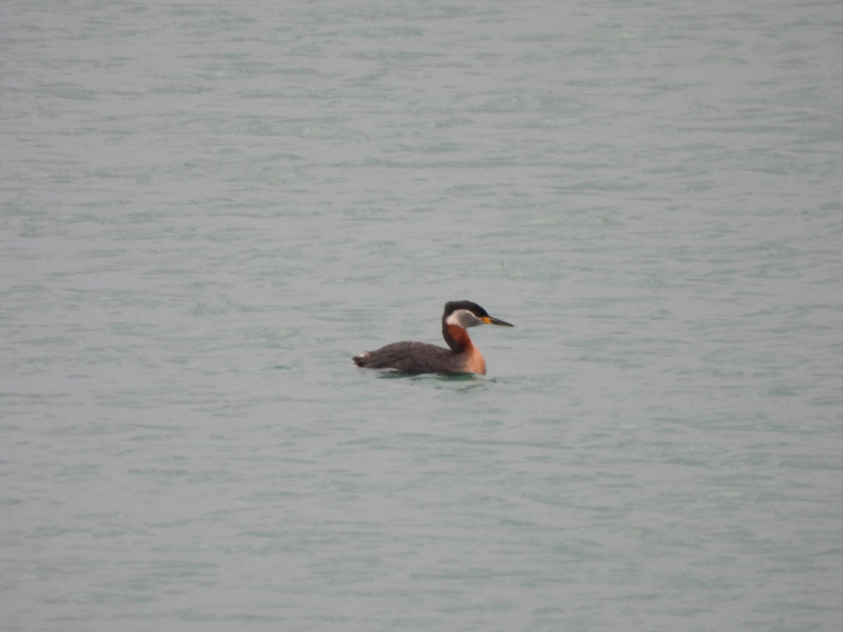 Red-necked Grebe - ML617745180