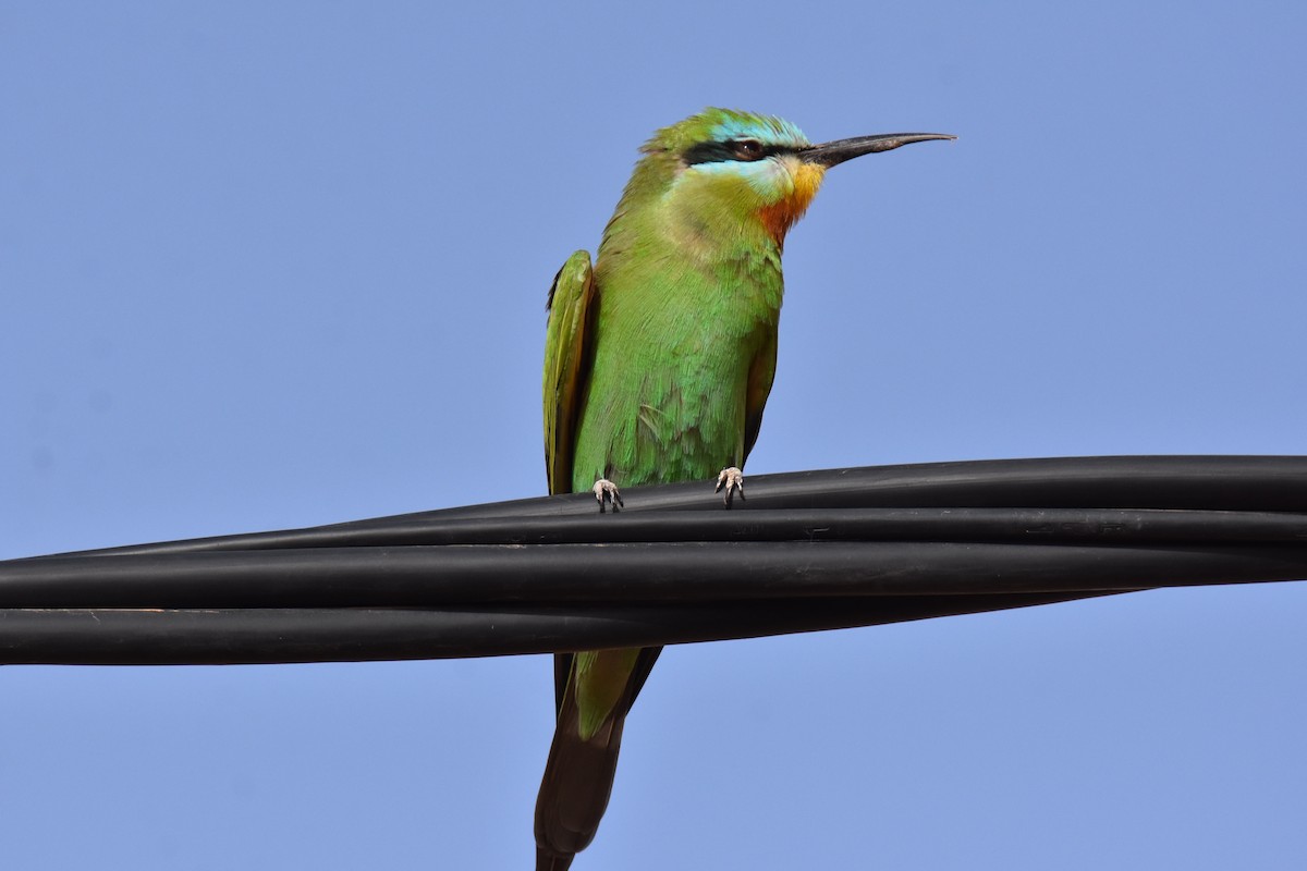 Blue-cheeked Bee-eater - Jose Paulo Monteiro