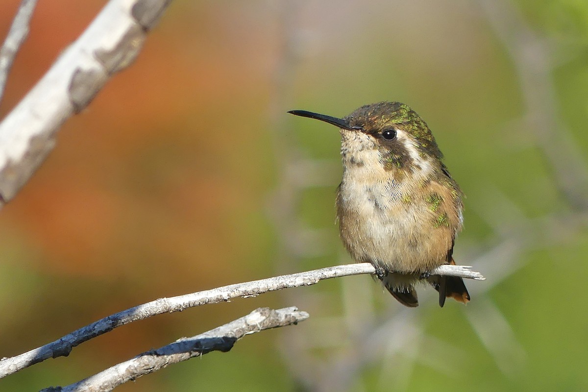 Slender-tailed Woodstar - Jorge  Quiroga