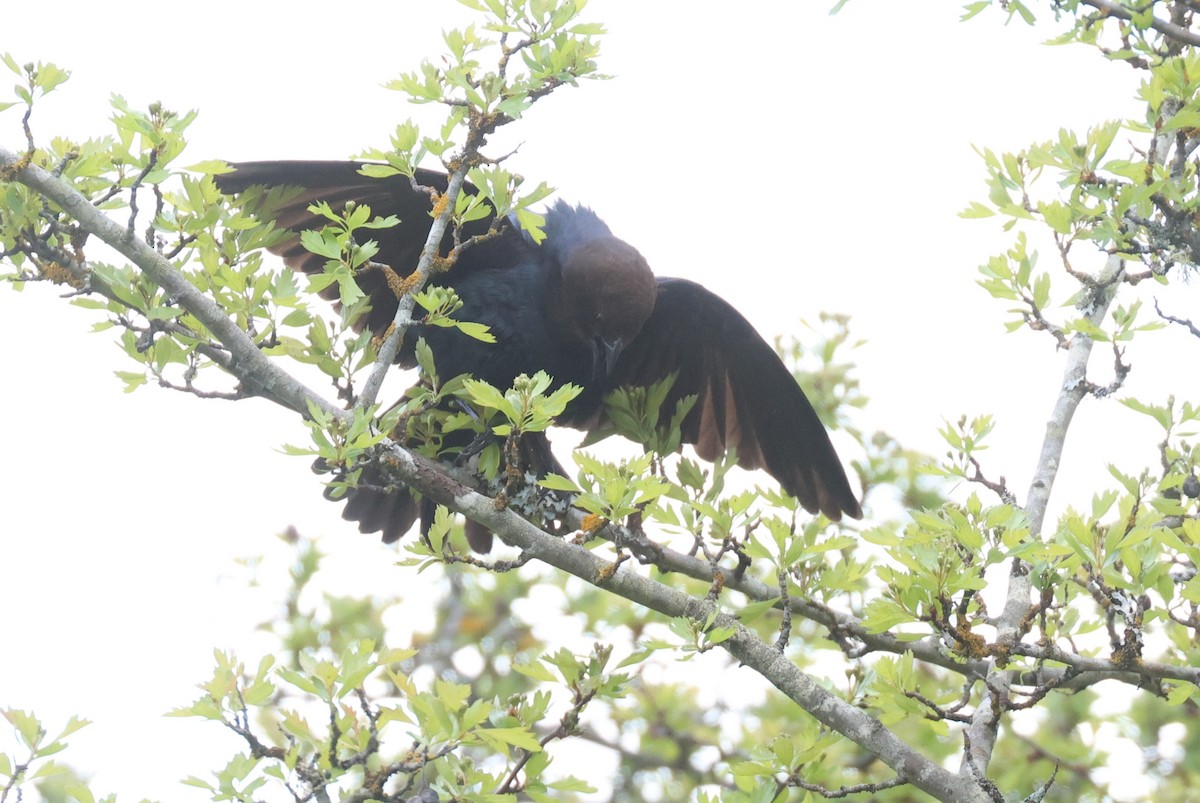 Brown-headed Cowbird - Warren Cronan