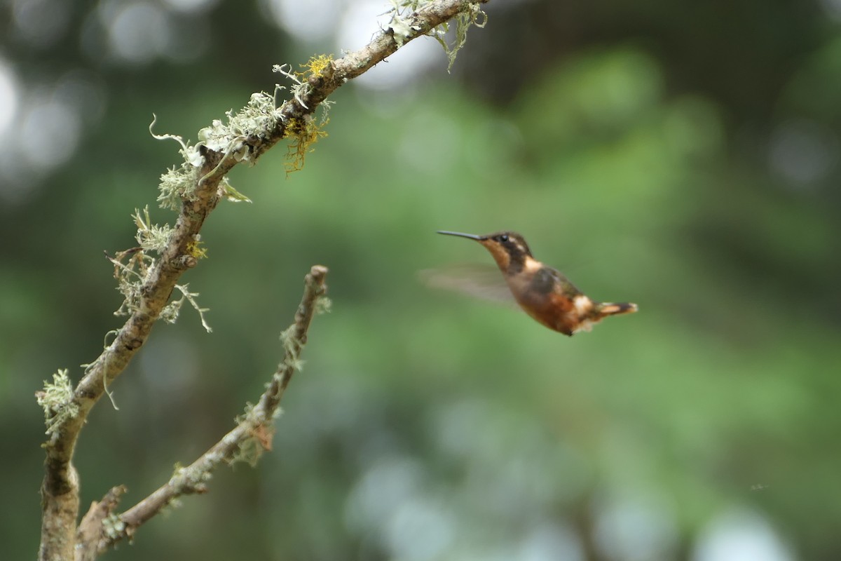 Purple-throated Woodstar - Scott Harris