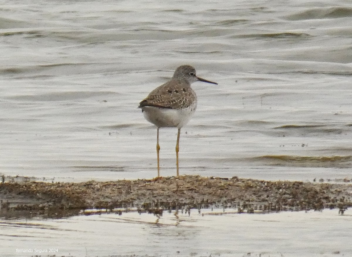 Lesser Yellowlegs - fernando segura