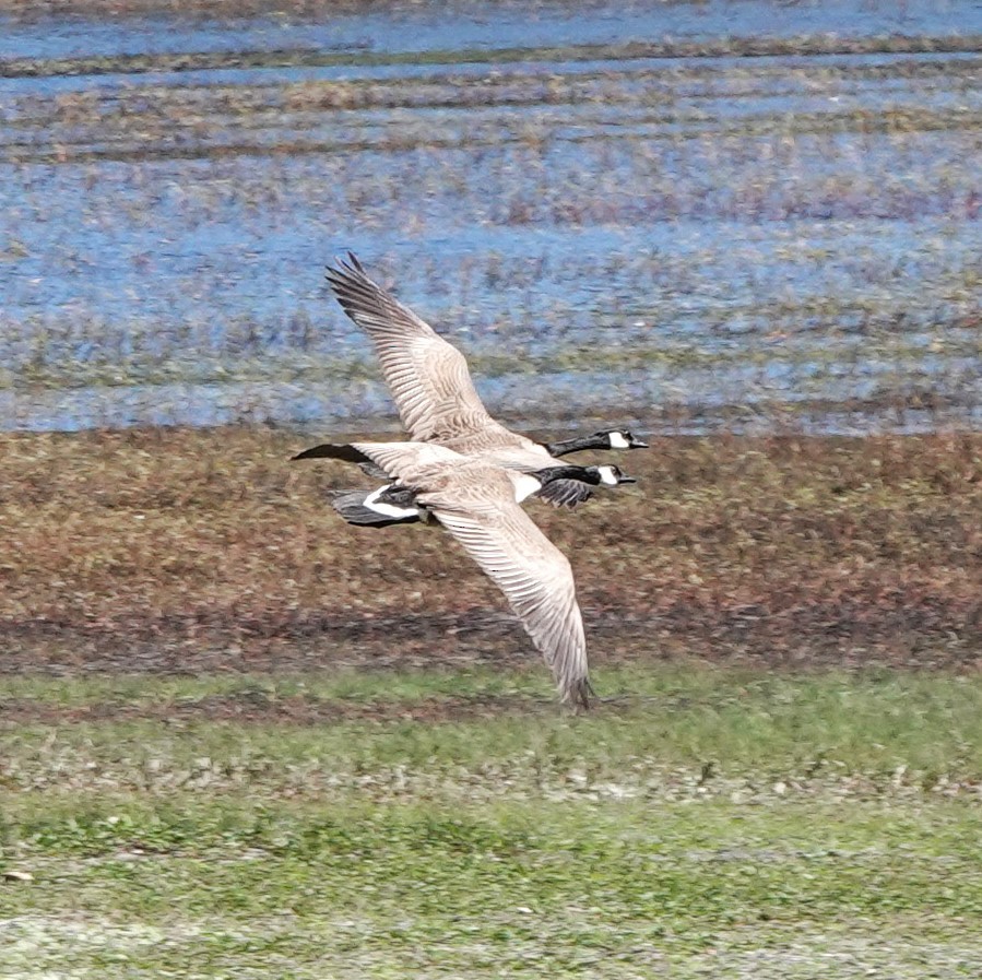 Canada Goose - Mary Jo Hayes