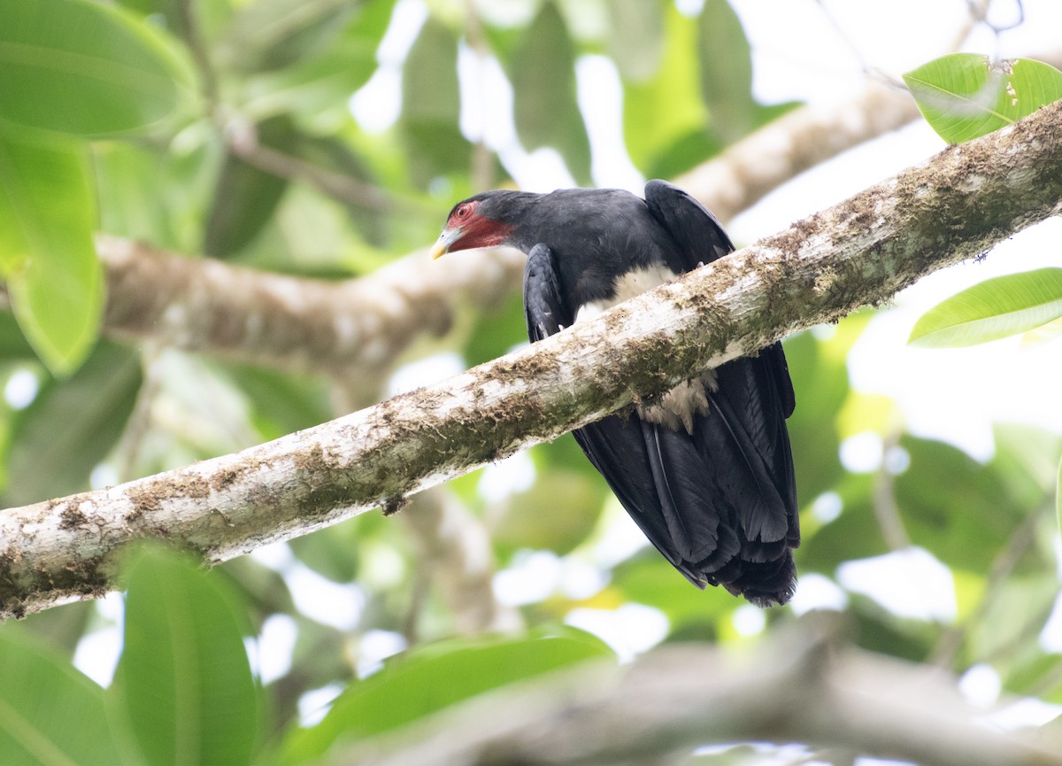 Red-throated Caracara - ML617745508