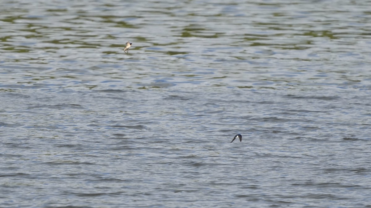 Barn Swallow - Sunil Thirkannad