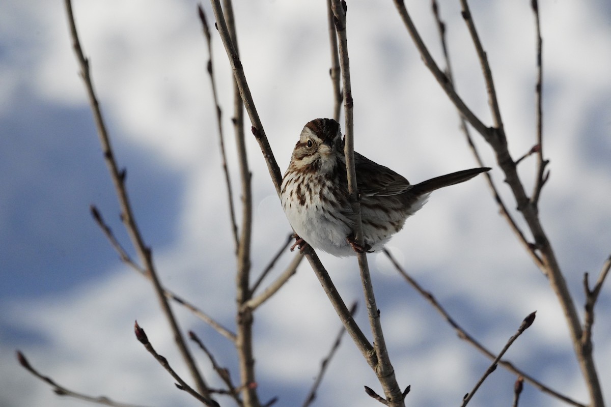 Song Sparrow - ML617745554