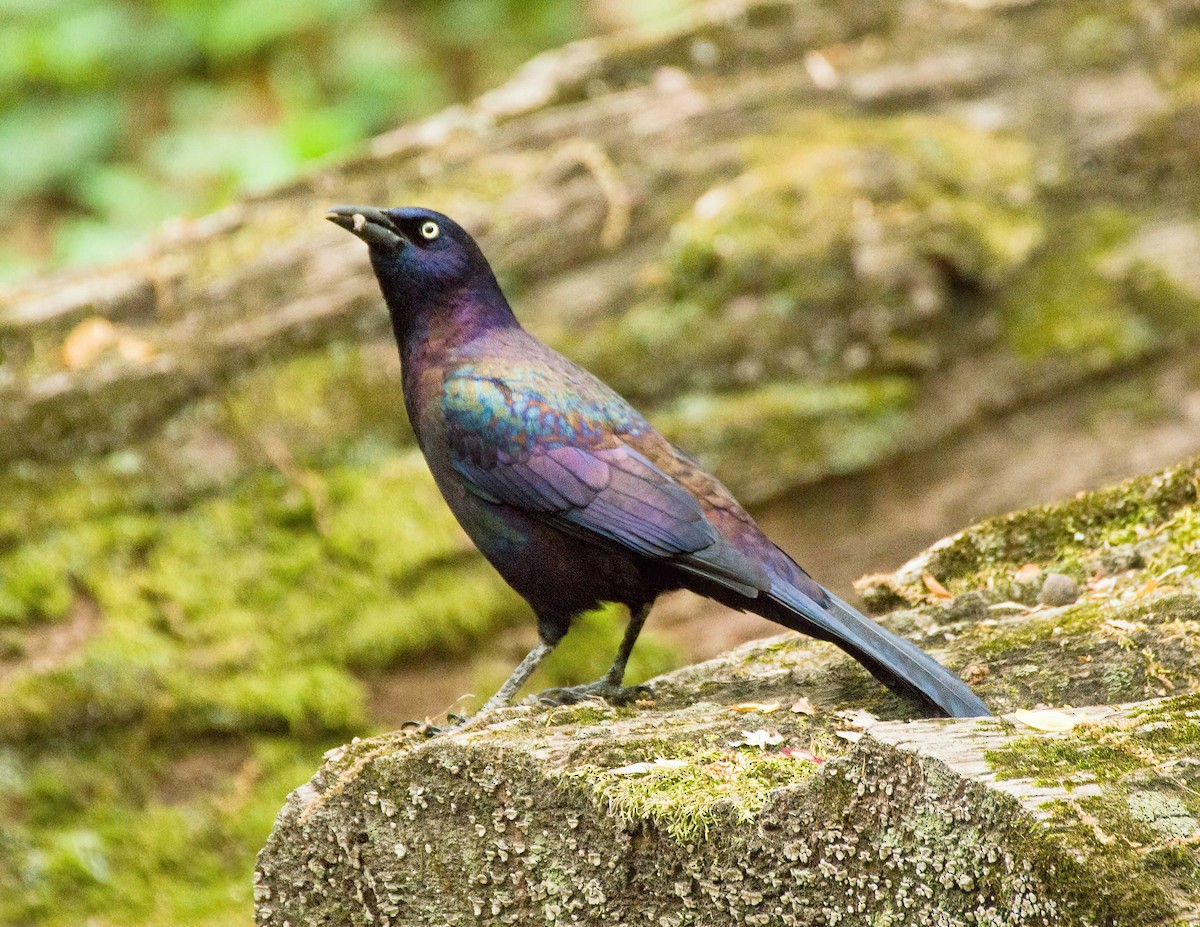 Common Grackle - ML617745634