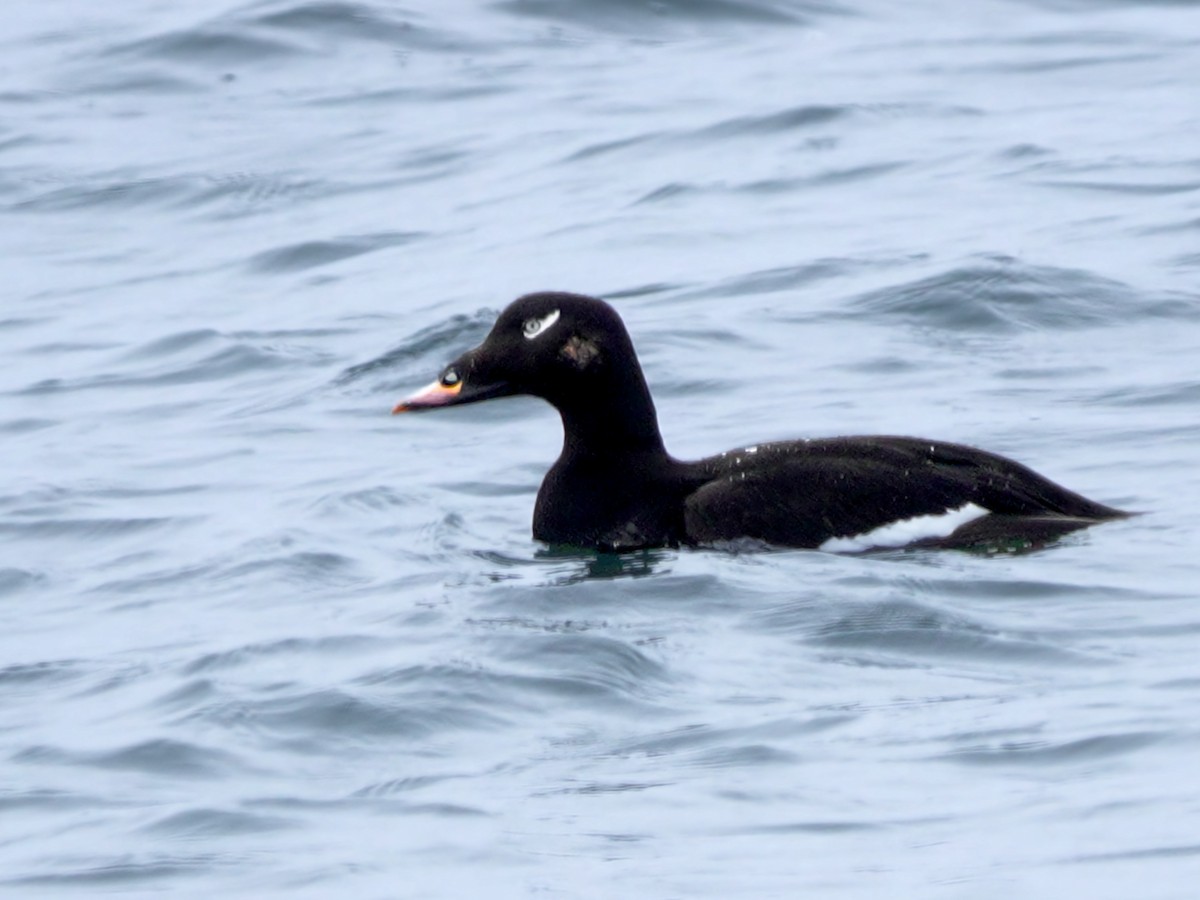 White-winged Scoter - ML617745636